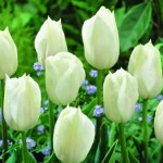 White Tulips