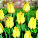 Yellow Tulips